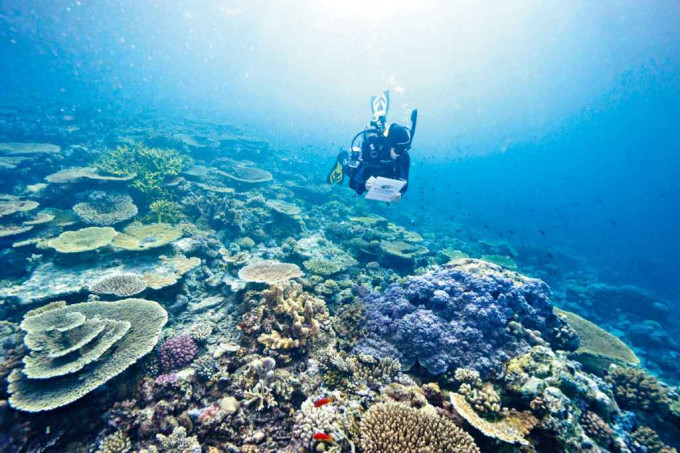 ■潜水员在澳洲大堡礁监察珊瑚的健康状况。