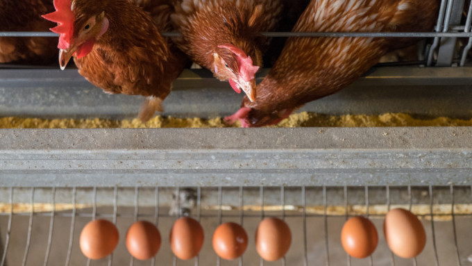智利及德国部分地区爆禽流感，食环署暂停进口其禽肉和禽类产品。iStock示意图