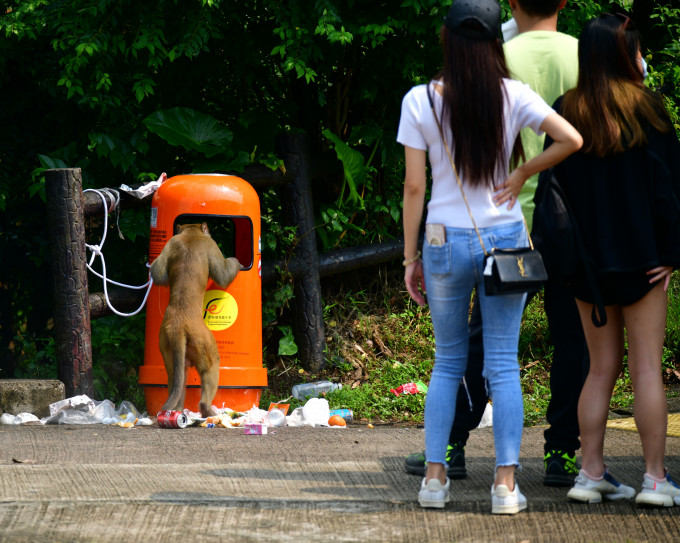 有野生動物因被人長期被餵飼而變得依賴人類，失去覓食本能，例如翻垃圾桶。資料圖片