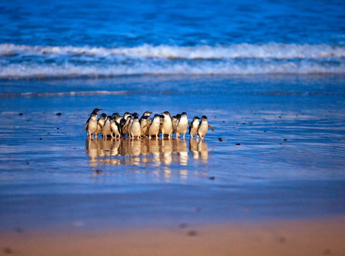 Phillip Island Nature Park FB圖片