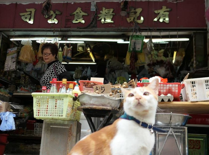 爱民猫王国Facebook图片