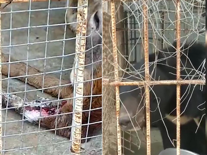 江苏宿迁动物园梅花鹿伤口疑腐烂生蛆虫，黑熊被铁线绑嘴，自然资源局回应已责令其整改。（网图）