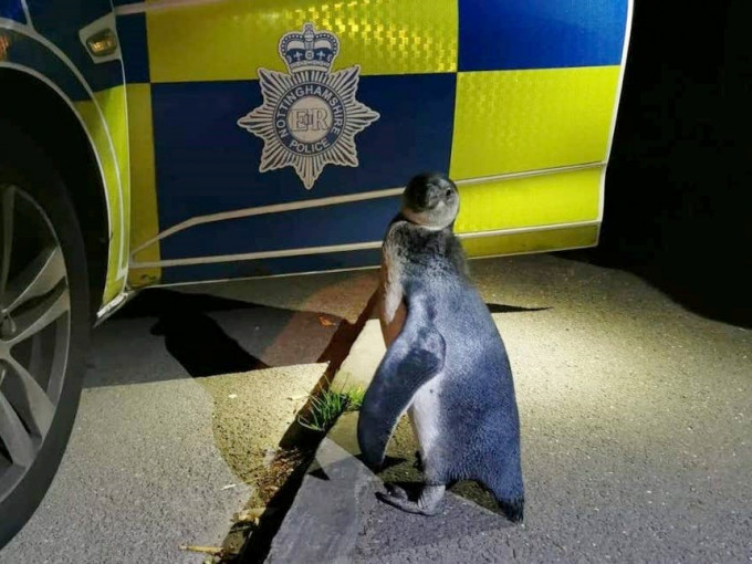 英格兰诺丁汉郡警员生擒一只在街上游荡的企鹅。诺丁汉郡警方图片