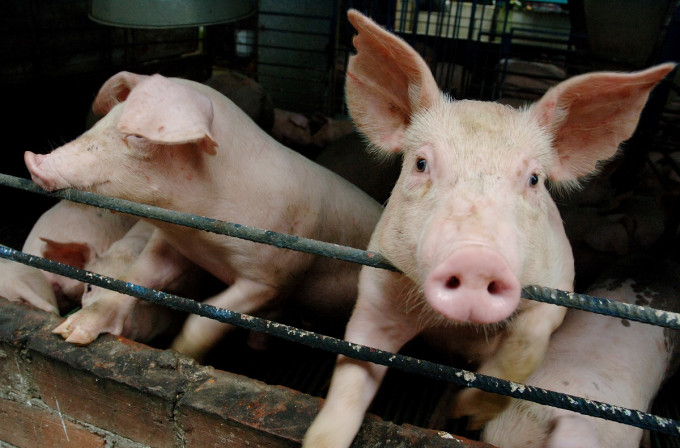 农业农村部料下半年生猪及猪肉供应回复至正常水平。资料图片
