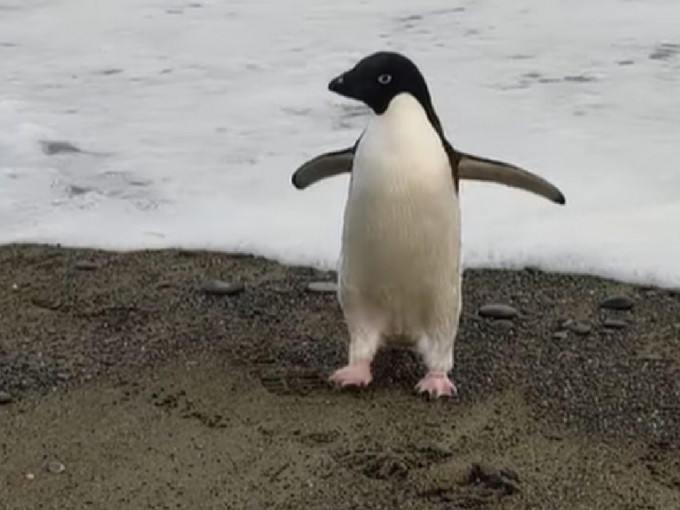一只阿德利企鹅罕有地在纽西兰中部沙滩现身。（网上图片）