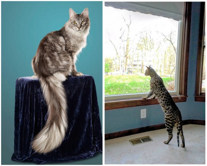 全球最高家猫Arcturus(右)及全球尾巴最长家猫Cygnus(左)。