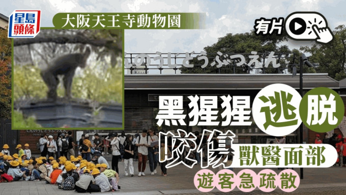 有片 | 大阪動物園緊急疏散遊客捉拿「走甩」黑猩猩