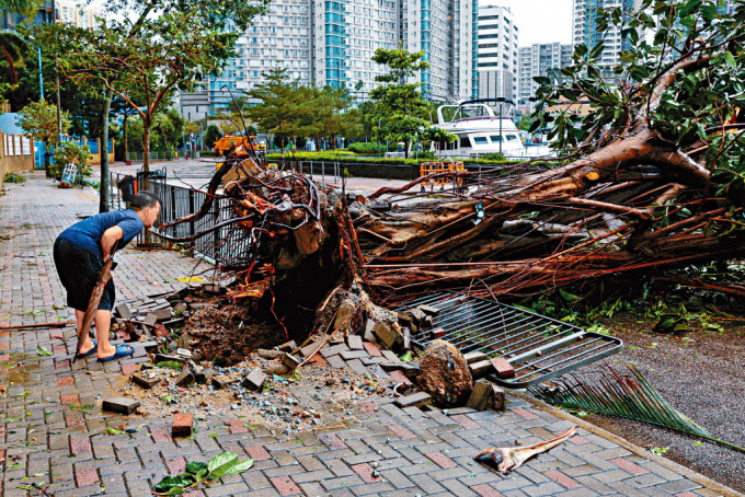 超強颱風「蘇拉」正面襲港，當局錄得1545宗塌樹報告。