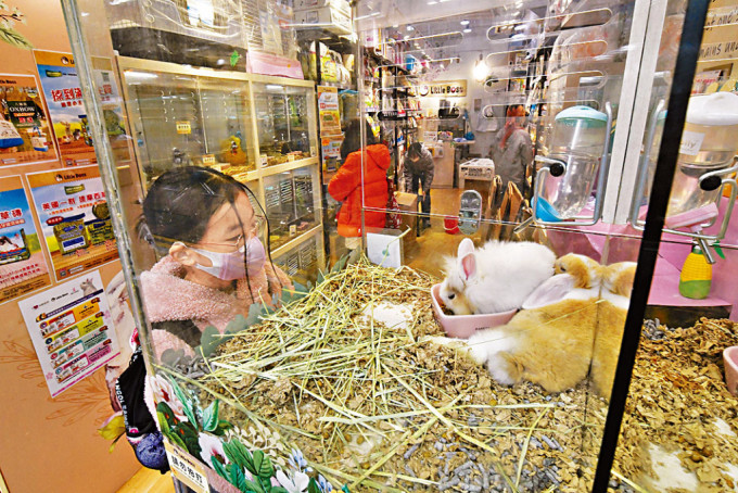 宠物店如常营业，女童驻足观赏小动物。