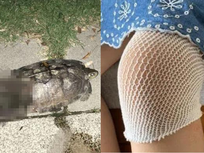 逾1公斤重烏龜從天而降，廣東7歲女童被砸傷腿。(網圖)