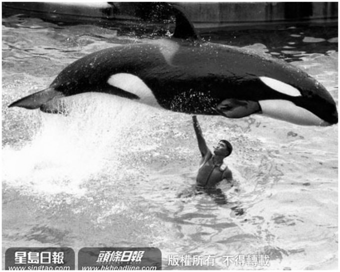 殺人鯨海威表演是當年海洋公園重頭節目之一。資料圖片