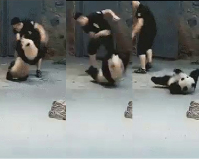 基地解释是熊猫当时有攻击性咬人。