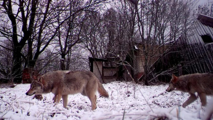 切尔诺贝尔核电厂的无人区，发现抗癌变种狼。路透社