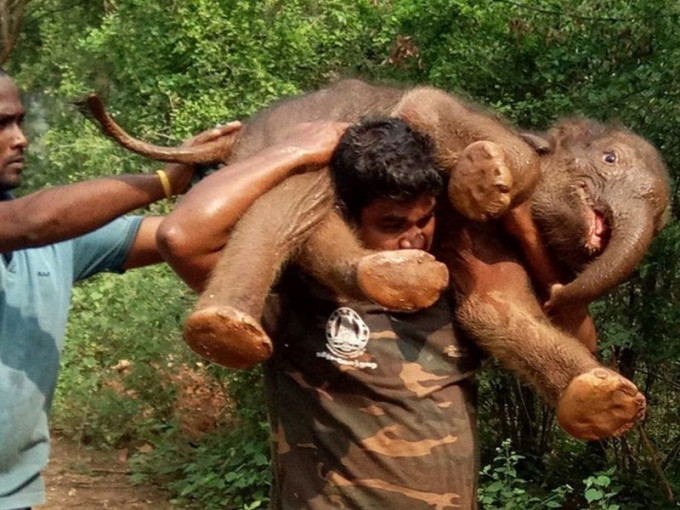 Sarathkumar将重达100公斤的小象往肩上扛。Twitter