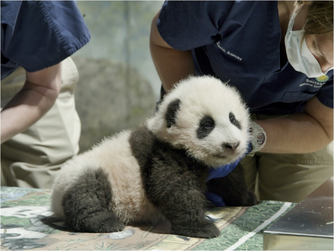 在華盛頓國家動物園內出生的熊貓BB取名為「小奇蹟」（Xiao Qi Ji）。AP圖片