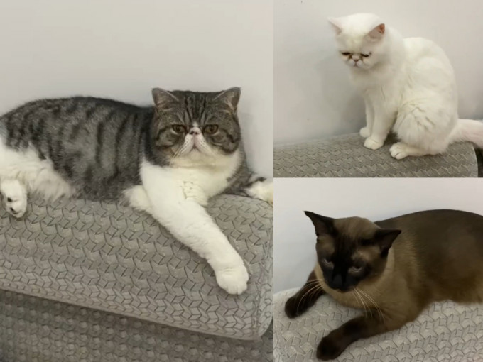 黑龍江有確診病人所養3隻愛貓因驗出有病毒，需被安樂死。 （片段截圖）