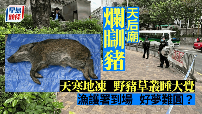 香港仔野猪躲在草丛睡大觉。
