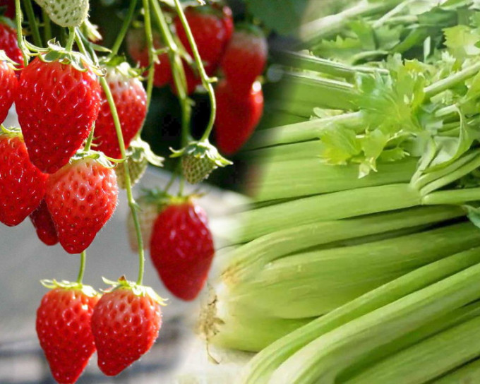台灣農業藥物毒物試驗所公佈最新蔬果農藥殘留監測報告，士多啤梨、芹菜「最毒」。
