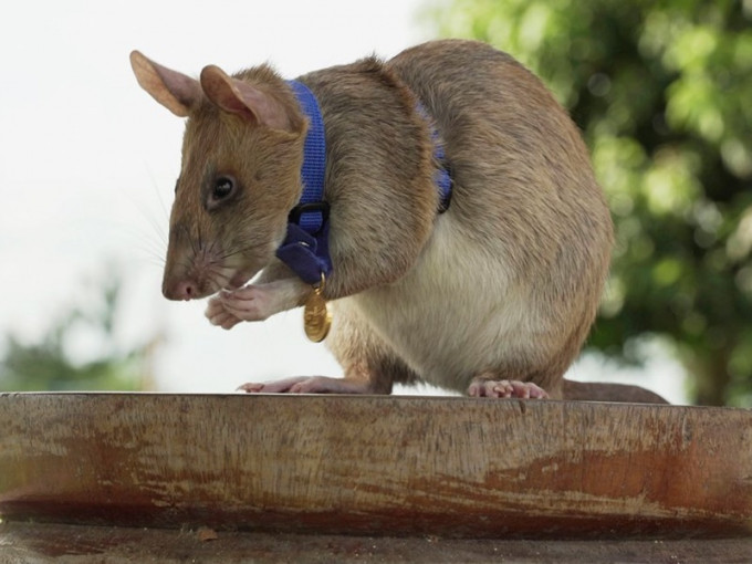 馬加瓦是隻7歲的甘比亞巨鼠。AP