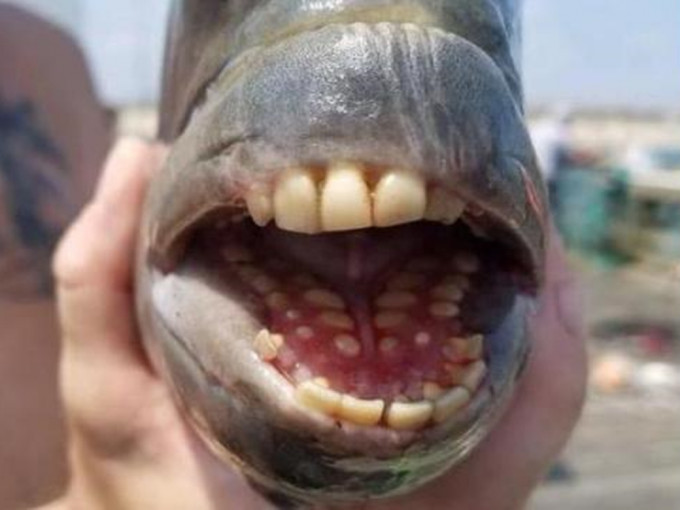 这条鱼的上颚和下颚两排牙齿，呈现珍珠白的颜色。网图