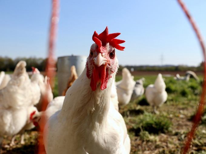 本港暂停从南非部分地方输入禽产品。Unsplash示意图