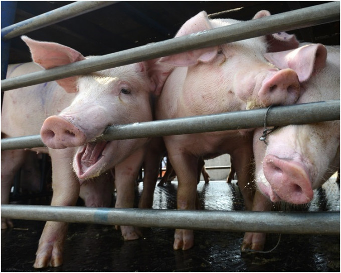 尤溪縣有養豬場發生非洲豬瘟疫情。資料圖片