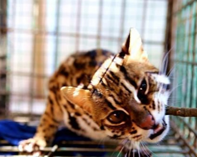 這隻豹貓屬於國家二級保護動物。