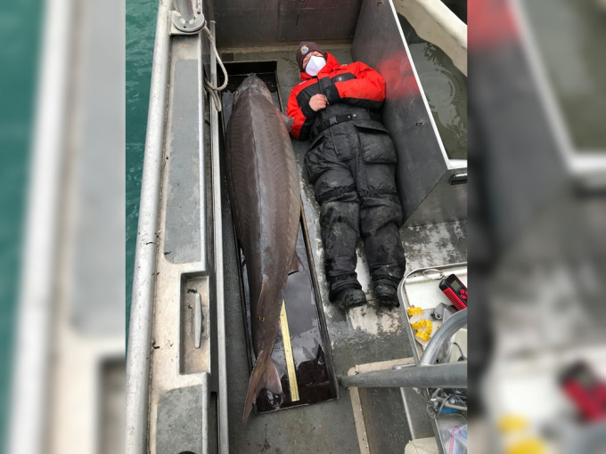 美國工作人員於底特律河捕獲百歲巨鱘。阿爾皮納魚類及野生動物保護辦公室FB圖片
