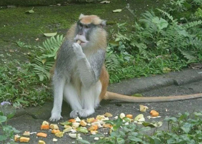 台北市立木栅动物园红猴「男道」周一逃出后，仍未寻回。木栅动物园图片