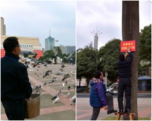 广场管理处在广场设立提示牌，提醒民众勿接触及喂野鸽。网图