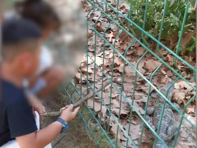 安徽保护区内小孩用树枝敲打幼鳄。