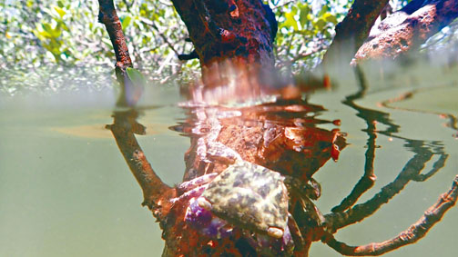 一隻螃蟹在大埔汀角的紅樹林上歇息。