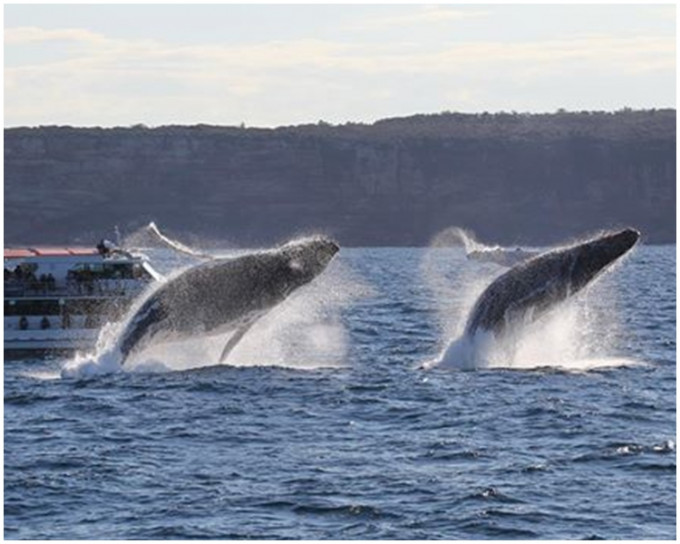 Whale Watching Sydney fb 图片