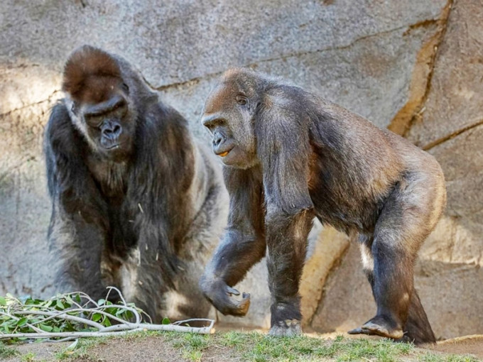 美国加州圣地亚哥动物园有9只大猩猩接种新冠疫苗，成为全球首例。网图