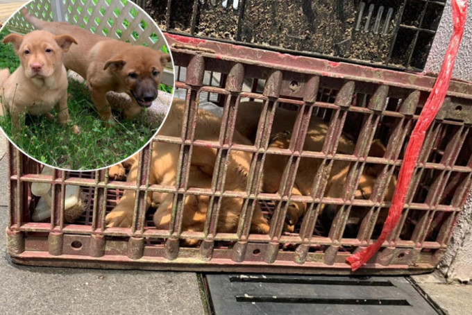 两只狗狗被困在狭窄的鸡笼中。香港流浪狗之家fb专页