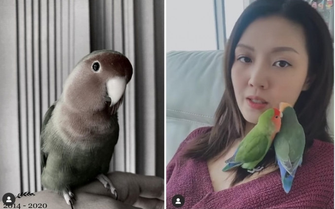 陈庭欣不时在社交平台分享她的鹦鹉。