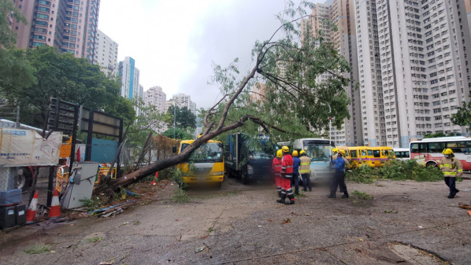 一棵12米高大树在风雨中倒塌，压落停车场内4部车辆。蔡楚辉摄  ​