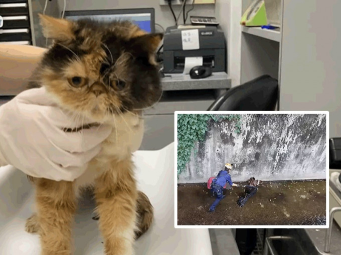 兽医团队为为获救小猫进行治理。爱护动物协会影片截图