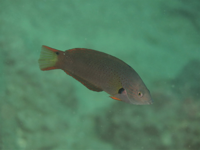 胸斑海豬魚。