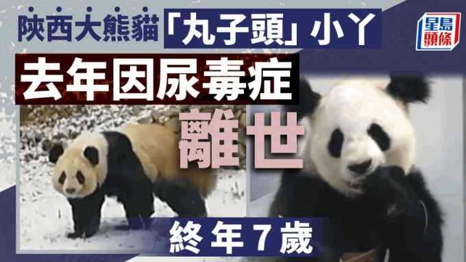 雌性大熊貓「小丫」因尿毒症已於去年6月去世。
