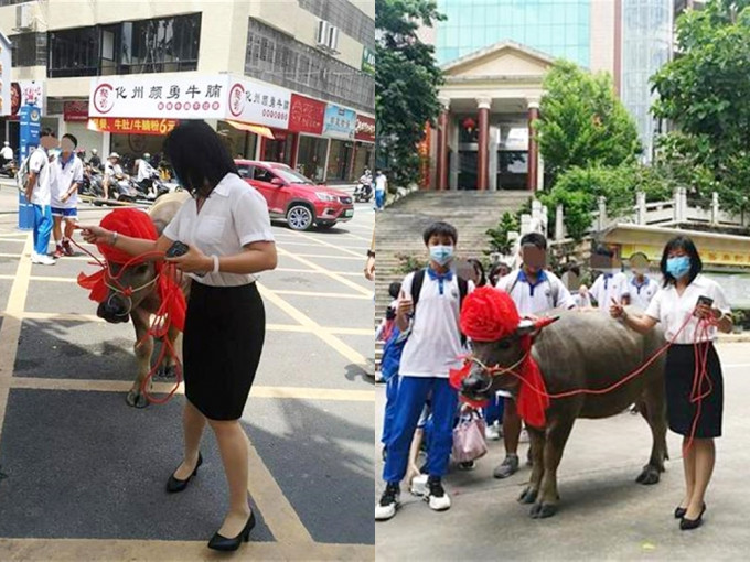 广东高考生考全校第一，其母送牛感谢学校栽培。网图