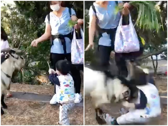 一名約3歲小朋友餵羊時，被羊快速衝撞倒地。影片截圖