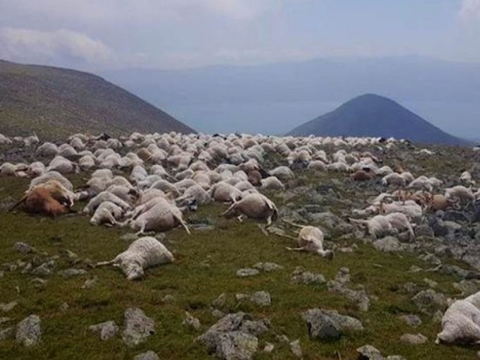 格鲁吉亚逾550只羊吃草时被雷劈死。
