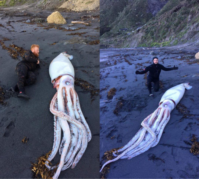 潜水三兄弟在惠灵顿海滩岸边发现巨型鱿鱼搁浅。网图