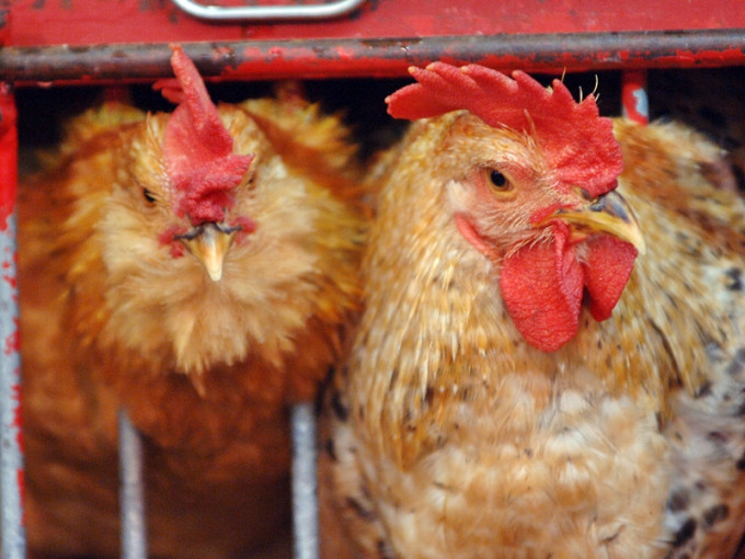南非部分地區爆H5禽流感，食安中心即時指示業界暫停進口禽肉及禽類產品。資料圖片（示意圖）