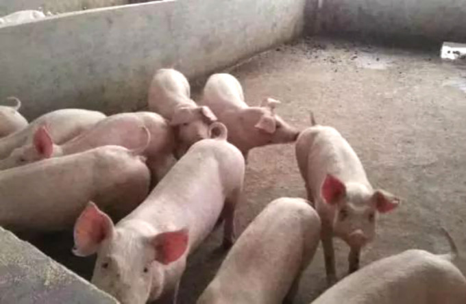  內地增至20間豬場暫停活豬供港。網上圖片