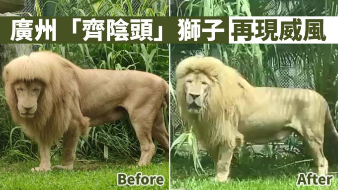 上海一頭留有「齊陰頭」的獅子再現威風。微博網圖