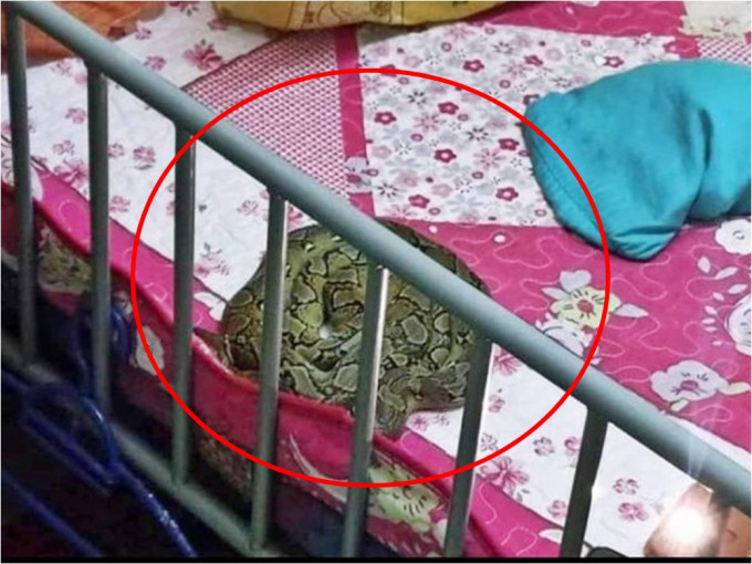 女童完全不知道有条大蟒蛇睡在旁边。网图