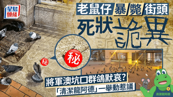 老鼠仔暴毙街头死状诡异 将军澳坑口群鸽默哀？ 「清洁龙」一举动惹议