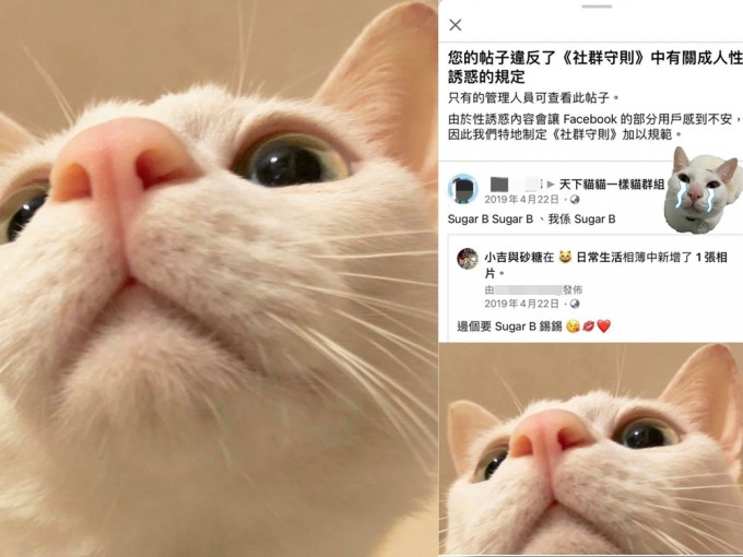 相片可見貓貓「Sugar B」疑似在鏡頭上仰頭。「小吉與砂糖」Facebook 專頁相片